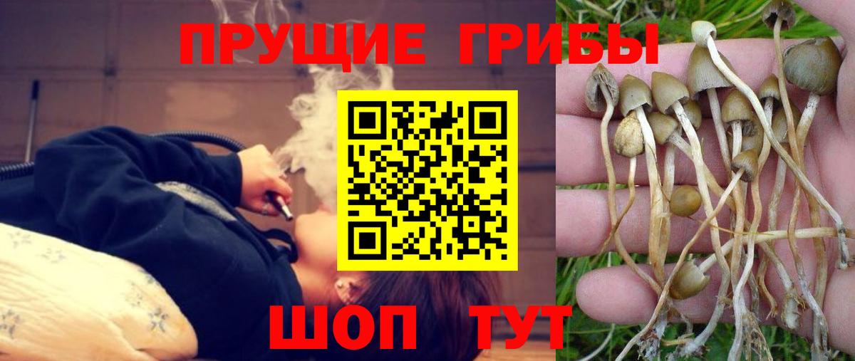 Галлюциногенные грибы Psilocybe  Вход с VPN  Кумертау 